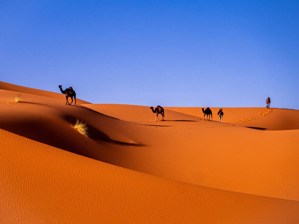 The Sahara Desert - morocco